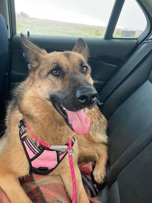 Nala – Cambridgeshire